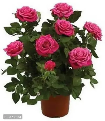 The Entacloo Rose Plant LiveNatural Plant Red Minichar Rose Flower-thumb0