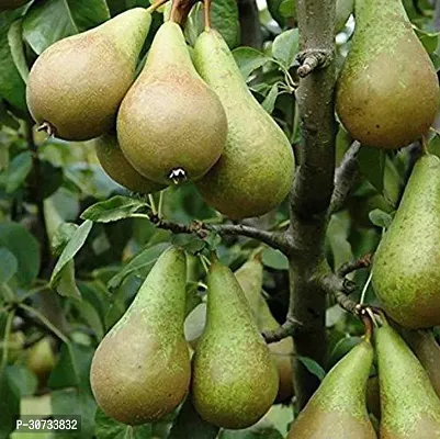 The Entacloo Pear Plant pear14-thumb0