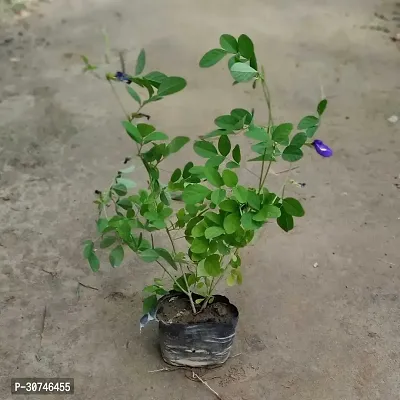 The Entacloo Aparajita Butterfly Pea Plant Aparajita_BLUE_NP79-thumb2