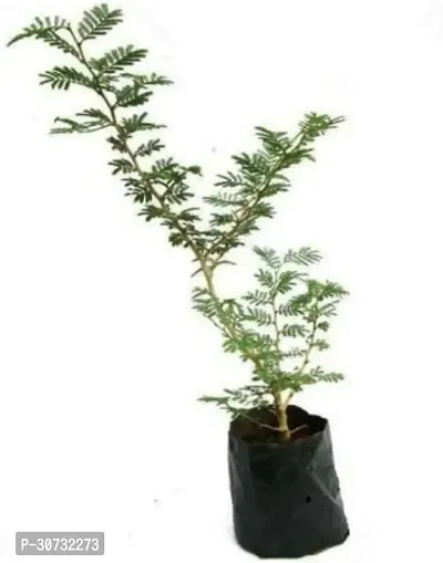 The Entacloo Cinnamon Plant Live ShamiGood Luck Prosopis Cineraria Indoor Outdoor Plant With Pot - Foliage-thumb0