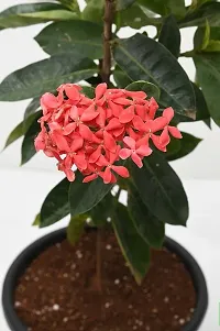 The Entacloo Ixora Mini Pink Flowering Plant Plants141-thumb2