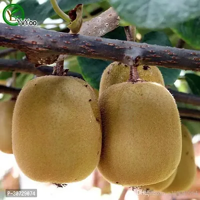 The Entacloo Kiwi Plant Kiwi fruit plant Ki75