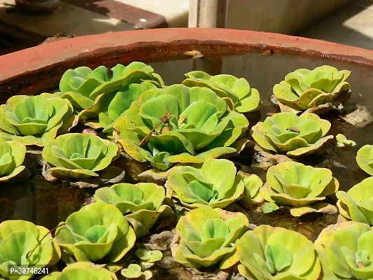 The Entacloo Water Cabbage Plant WATER CABBAGE PLANT-thumb0