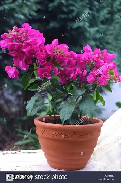 The Entacloo Bougainvillea Plant HVLIVE_242-thumb0