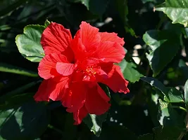 The Entacloo Hibiscus Plant Gifti GardeningRed Double Petal HibiscusHibiscus rosasinensis 1 Rare Exotic Healthy Live Flower Plant-thumb2