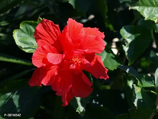 The Entacloo Hibiscus Plant Gifti GardeningRed Double Petal HibiscusHibiscus rosasinensis 1 Rare Exotic Healthy Live Flower Plant-thumb3