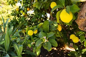 The Entacloo Lemon Plant n cdsc-thumb1