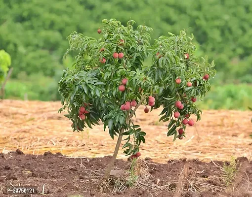 The Entacloo Litchi Plant Indias Early Bedana Variant Grafted Litchi Plant Hybrid Sweet Tasty.-thumb0