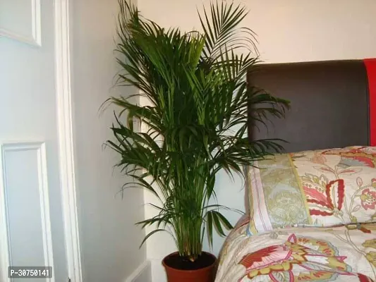 The Entacloo Areca Palm Areca Palm Plant A29-thumb0