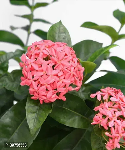 The Entacloo Ixora Mini Pink Flowering Plant Red IxoraRangan Plant-thumb0