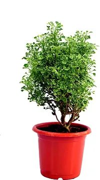 The Entacloo Aralia Plant WHITE MINI Araliya PLANT indoor leAVING PLANT-thumb1