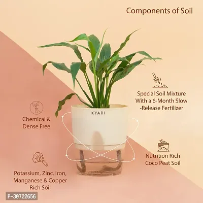 The Entacloo Peace Lily Plant Peace Lily Live Plant Self-Watering Cream Pot, Spathiphyllum Green-thumb2