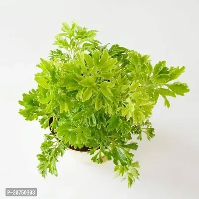 The Entacloo Aralia Plant Aralia Plant5-thumb0