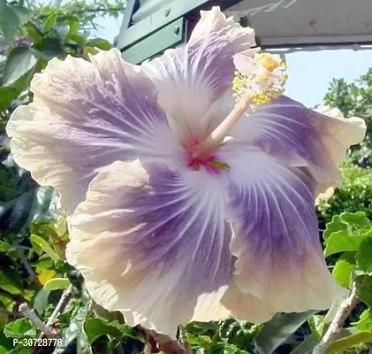 The Entacloo Hibiscus Plant HVLIVE_351-thumb0