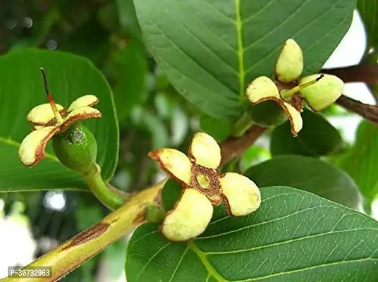 The Entacloo Guava Plant Guava Plant ( Jaipuri Guava Plant )-thumb2