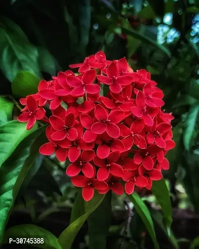 The Entacloo Trothic IxoraChethi Plant Trothic Ixora Chethi Red Plant Live Flower Disha999240-thumb0