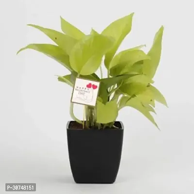 The Entacloo Money Plant Money plant lucky