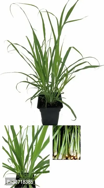 The Entacloo Lemon Grass Plant LEMON GRASS PLANT-thumb0