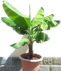 The Entacloo Banana Plant Musa Acuminata Banana Plant-thumb1