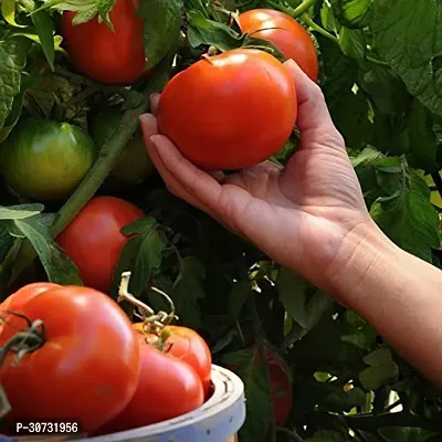 The Entacloo Tomato Plant GHBVH224-thumb0