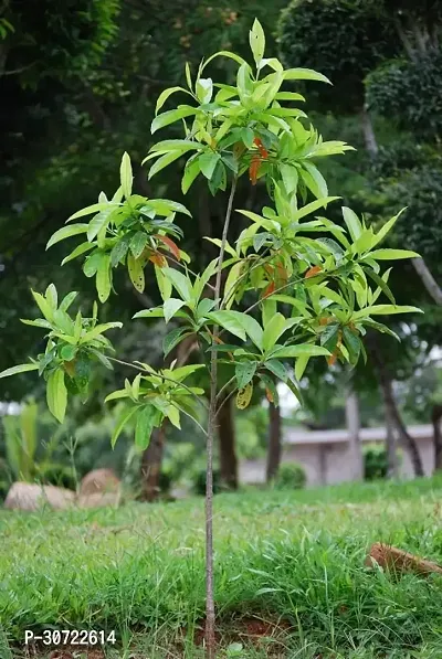 The Entacloo Rudraksh Live Plant Rudraksha-thumb0