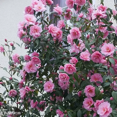 The Entacloo Rose Plant Pink Camellia Healthy Flower Plant for Home Gardening Pink Color CF05890-thumb0