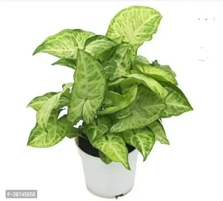 The Entacloo Syngonium Plant Air Purifying Syngonium Plant-thumb0