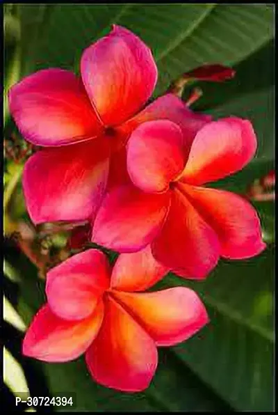 The Entacloo Plumeria Plant PKLHG-thumb0