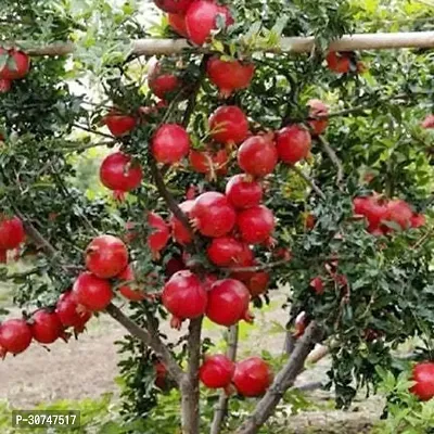 The Entacloo Pomegranate Plant Pomegranate Ruby Hybrid Fruit (Air layeredGrafted) Live PlantsTree (1.52 Ft Size)-thumb0