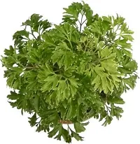 The Entacloo Aralia Plant NDS ARALIA PLANT 1-thumb1