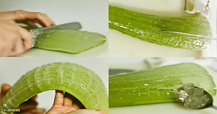 The Entacloo Aloe Vera Plant Aloe vera25-thumb0