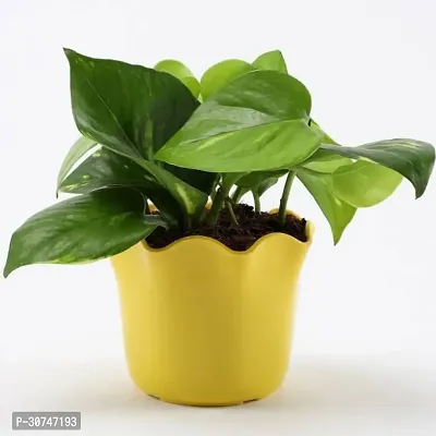 The Entacloo Money Plant Money Plant6-thumb0