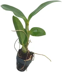 The Entacloo Orchid Plant Dendrobium Areedang Blue 2 Seedling Size-thumb1