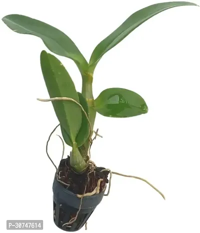 The Entacloo Orchid Plant Dendrobium Areedang Blue 2 Seedling Size-thumb2