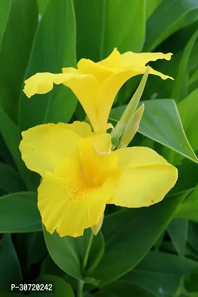 The Entacloo Canna Lily Plant Maitra And Sons-thumb2