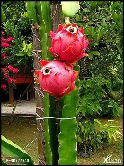 The Entacloo Dragon Tree Dragon fruit plant-thumb0