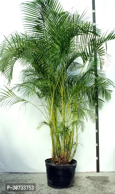 The Entacloo Areca Plam Areca Plam-thumb0