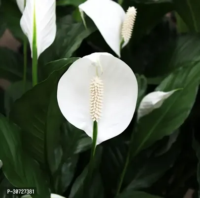 The Entacloo Peace Lily Plant PEACE LILY FLOWER PLANT-P29