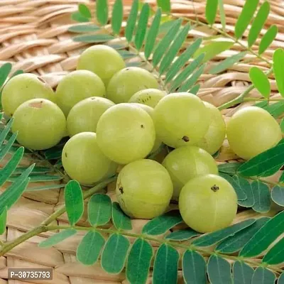 The Entacloo Amla Plant AMLA FRUIT PLANT-thumb3