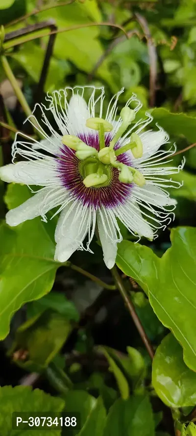 The Entacloo Passion Plant Passion live plant-thumb2