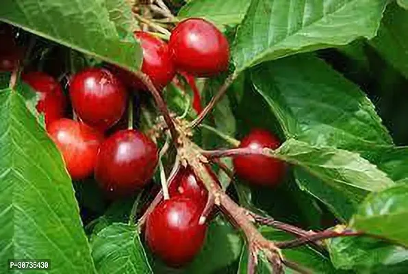 The Entacloo Cherry Fruit Plant Sweet cherry Fruit Plant c12-thumb0