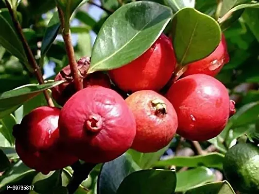 The Entacloo Guava Plant Guava Plant ( Chile Guava Amrud Plant )-thumb0