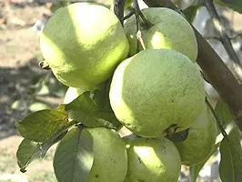 The Entacloo Guava Plant Guava Plant22-thumb1