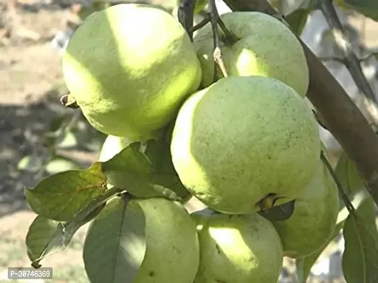 The Entacloo Guava Plant Guava Plant22-thumb2