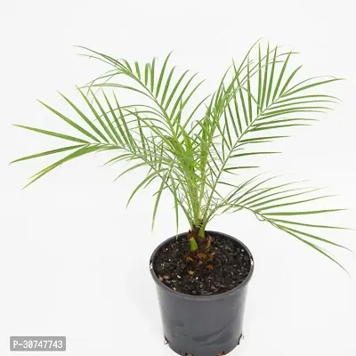 The Entacloo Phoneix Palm Plant phoenix plam plant 926-thumb0