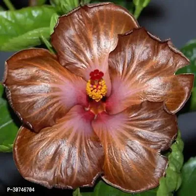 The Entacloo Hibiscus Plant 103Hibscus Hybrid Plant