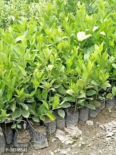 The Entacloo Lemon Plant All Time Seedless Pati lemon Variety Fruit (Air layeredGrafted) Live PlantsTree(11.5 Ft Size)-thumb3