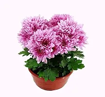 The Entacloo Chrysanthemums Guldavari Plant CHANDRAMALLIKA O76-thumb1