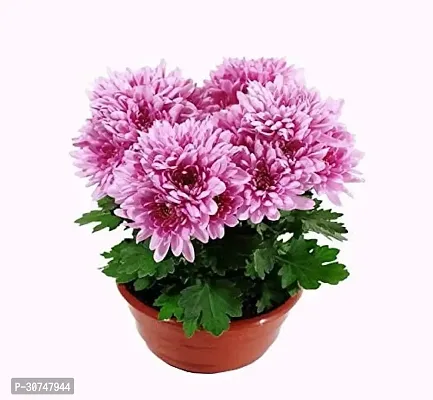 The Entacloo Chrysanthemums Guldavari Plant CHANDRAMALLIKA O76-thumb2