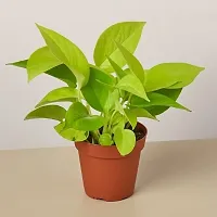 The Entacloo Money Plant ABEFARIYA-thumb1